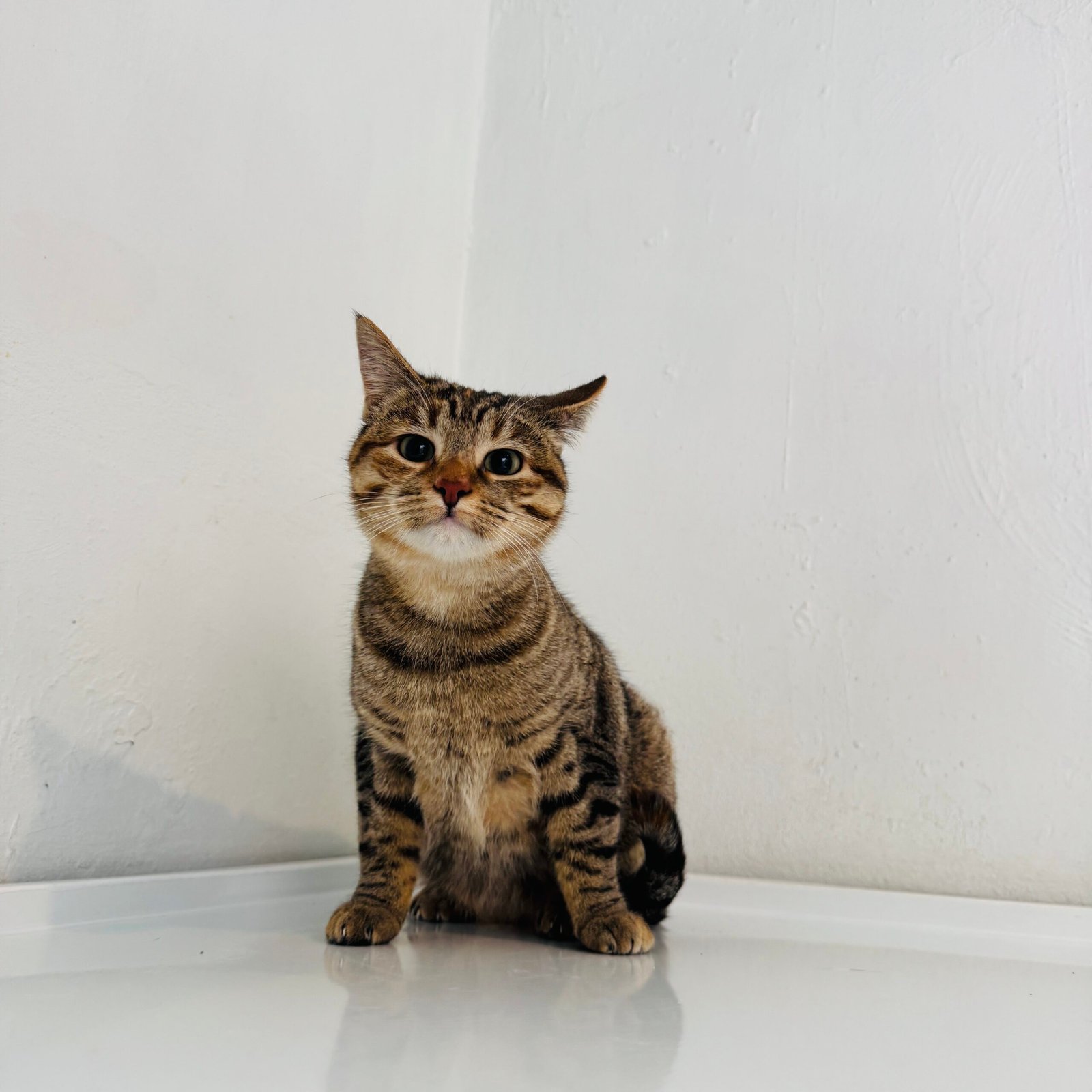 Gato rescatado de Huellitas Enlodadas